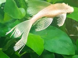 Akvariumo žuvytes