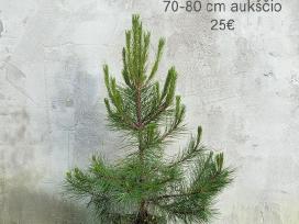Dideli daugiamečiai augalai
