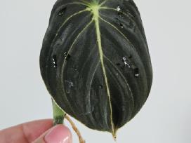 Philodendron Melanochrysum karpiniai