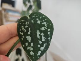 Pictus Argyraeus karpiniai