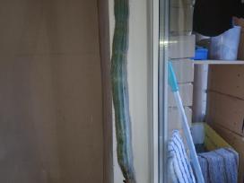 Kaktusai dovanoju / free cactuses