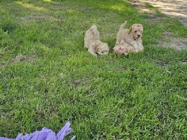Galima rezervacija Bichoop ( bichon poodle)