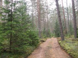 Perkame mišką, žemę visoje lietuvoje - nuotraukos Nr. 4 | Skelbiu.lt Perkame mišką, žemę visoje lietuvoje - nuotraukos Nr. 4