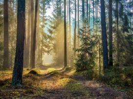 Parduodamas miškas šalia kelio Vievis Paparčiai