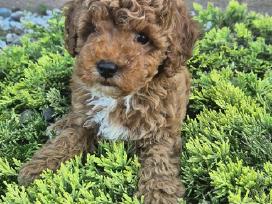 Maltipoo