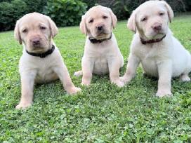 Labradorų veislės šuniukai veislynas Braunis