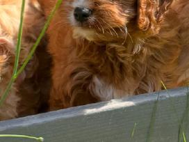 Cavapoo