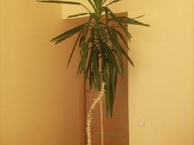 Parduodu palmę