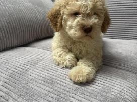 Lagotto Romagnolo - šuniukai su Fci kilmės dok