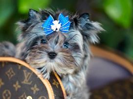 Mėlynakiai kilmingi Colored yorkshir terrier kilmi