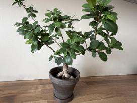 Ficus Bonsai medelis, gėlė, augalas