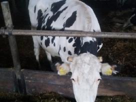 Parduodu veislines telyčias | Skelbiu.lt Parduodu veislines telyčias