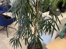 Ficus binnendijkii Su vazonu