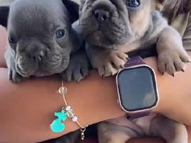 Kilmingi Prancuzu buldogai / French buldog