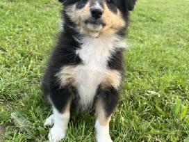 Šeltis Sheltie Shetland sheepdog