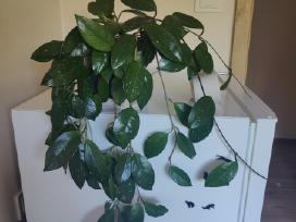Hoya Carnosa Splash