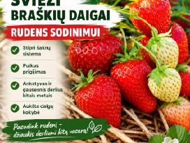 Braškių Daigai rudeniui! Siunčiame!