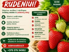 Braškių Daigai rudeniui! (Olandiški)