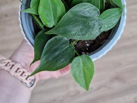 Philodendron hederaceum