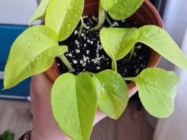 Epipremnum aureum Neon