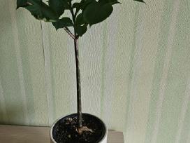 Amorfofalas (lavongėlė)