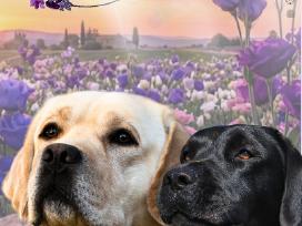 Kilmingi Labradoro retriverių šuniukai