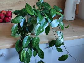 Hoya Carnosa Splash