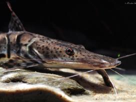 Parduodama žuvis Pseudoplatystoma fasciatum