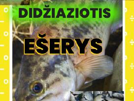 Šiaurės Amerikos didžiaziotis ešerys nelepus Žuvys