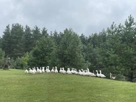 Žąsys pardavimui
