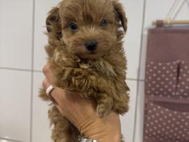 Maltipoo