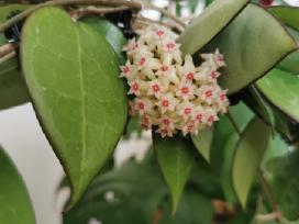 Hoya Parasitica Black Margin