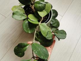 Hoya Obovata