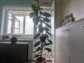 Fikusas (Ficus elastica)