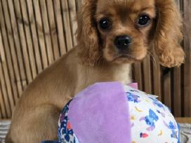 Kavalieriaus Karaliaus Karolio spanieliukas
