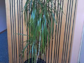 Kambarinis augalas Dracena 120 cm