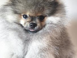 Sabalo Pomeranijos špicų mergaitė