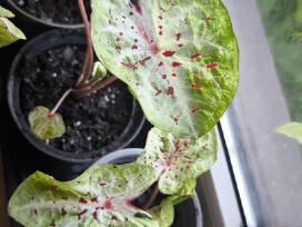 Caladium Miss Muffet