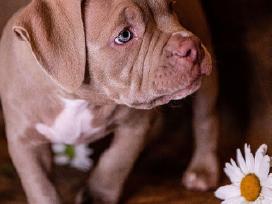 American Bully