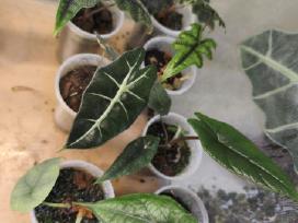 Alocasia