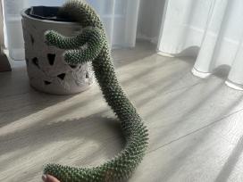 Išskirtinis kaktusas: šliaužiantis velnias