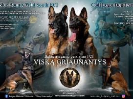 Kilmingi belgų aviganio (malinua) šuniukai