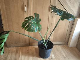Didzialape monstera deliciosa