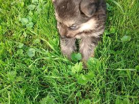 Kalyte
