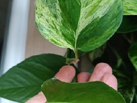Filodendronai, epipremnum