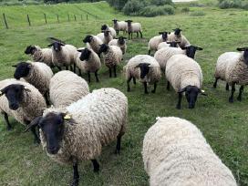 Suffolk avys