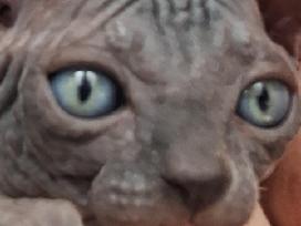 Sfinksai