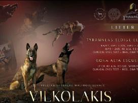 Belgu Aviganiai Malinua