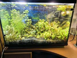 Akvariumai ir reikmenys