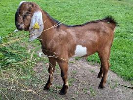 Grynaveisliai Anglo Nubians ožiukai